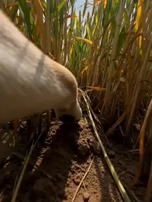 Açlıkta Köpek Tanrısı evi korur afişi