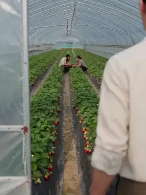 Çileklerime dokunma afişi