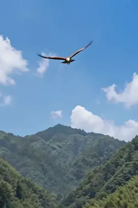 โปสเตอร์ เจ้าหน้าที่ดูแลป่าที่เข้าใจเสียงสัตว์ป่า