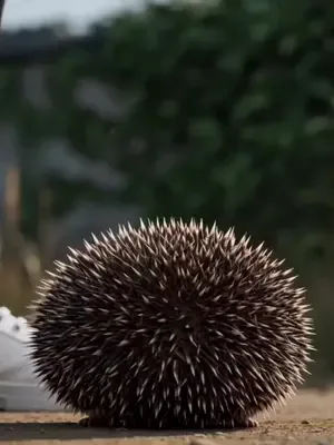 Fırat'ın Sihirli Çiftliği afişi
