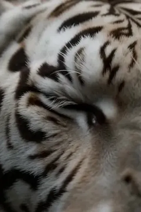 Hayvanların efendisi afişi