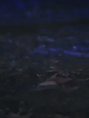 Kanlı ayın gölgesi afişi