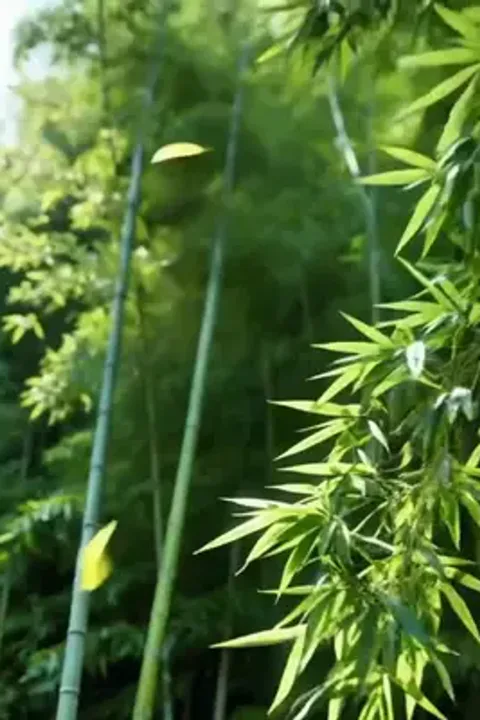 Poster Kiếm Khách Bình Dân Đi Khắp Thiên Hạ