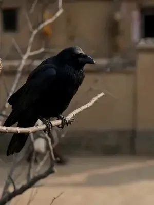Kıtlıkta mucize gıda sistemim afişi