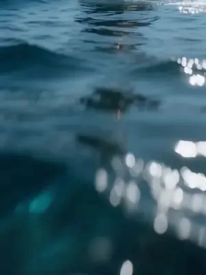 Kıyı avcısı peri gözüyle zengin afişi