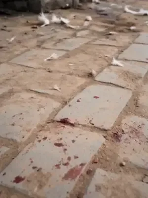 Kutsal köpeğin şanslı ailesi afişi