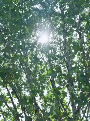 Sahte evlilik, gerçek varis kızı afişi