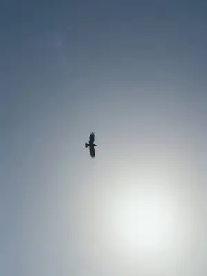 Savaşçı köy kadını yükseliyor afişi
