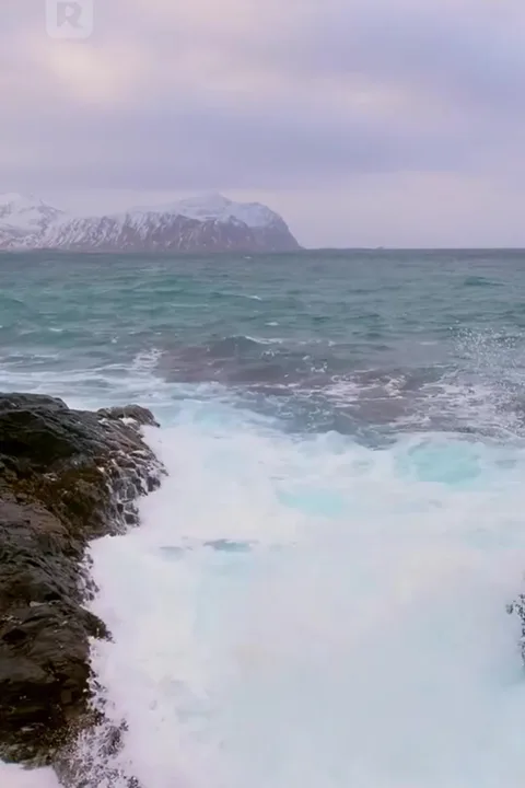 Affiche de Survie sur l'île