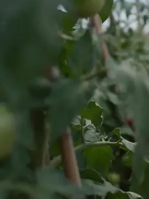 Zaman geçen imparatorun annesi afişi